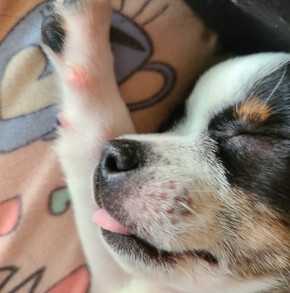 puppybegood